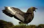 Blackskuas Avatar