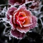 frozenRoses Avatar