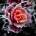 frozenRoses Avatar